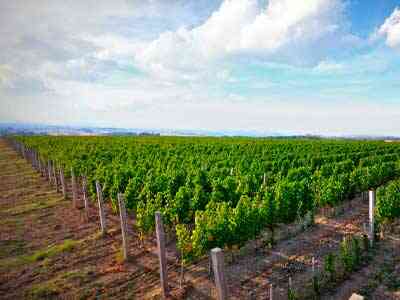 Korpa-deli-Matalj-vinograd-1