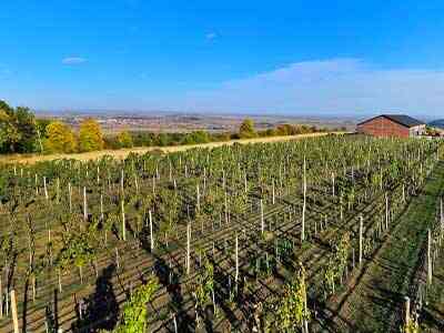 Korpa-deli-Matalj-vinograd-2