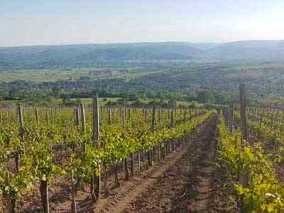 Korpa-deli-Matalj-vinograd-3