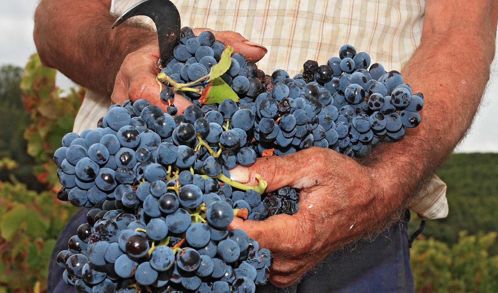 Garnacha_Tinta